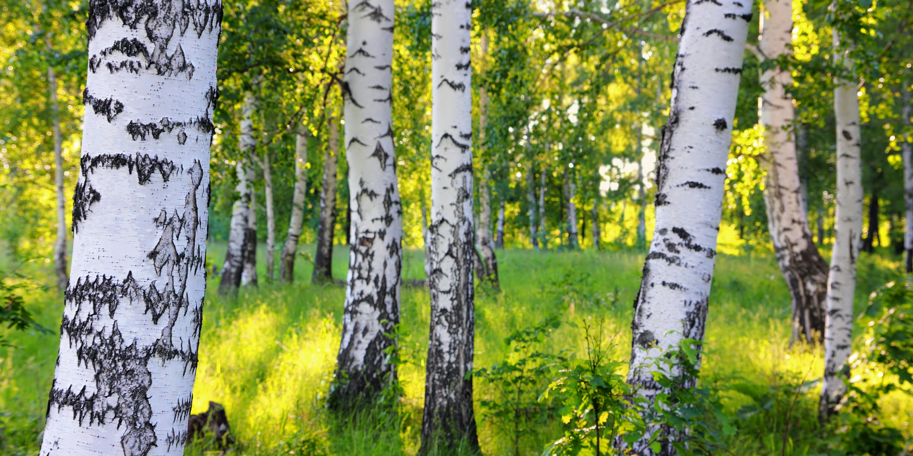 Birch Sweet Essential Oil