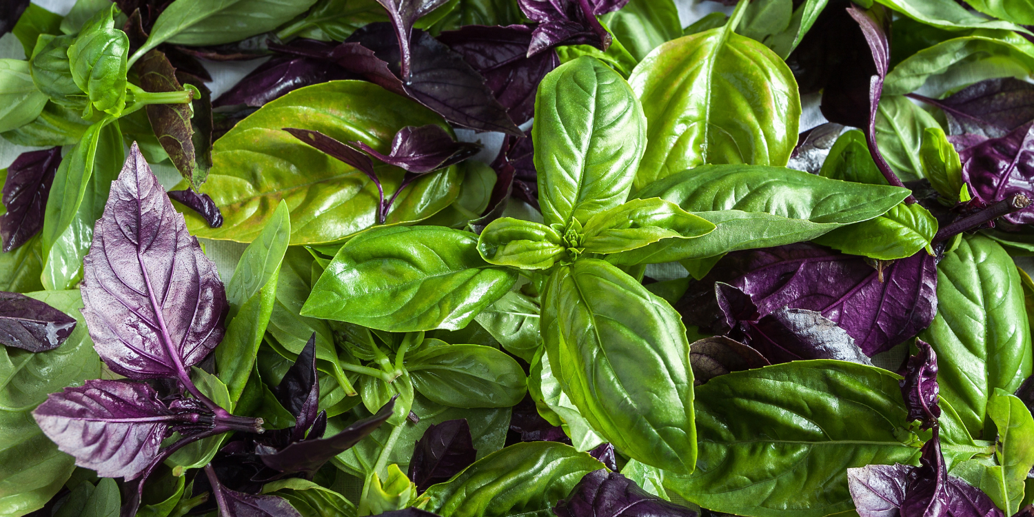 Basil Essential Oil