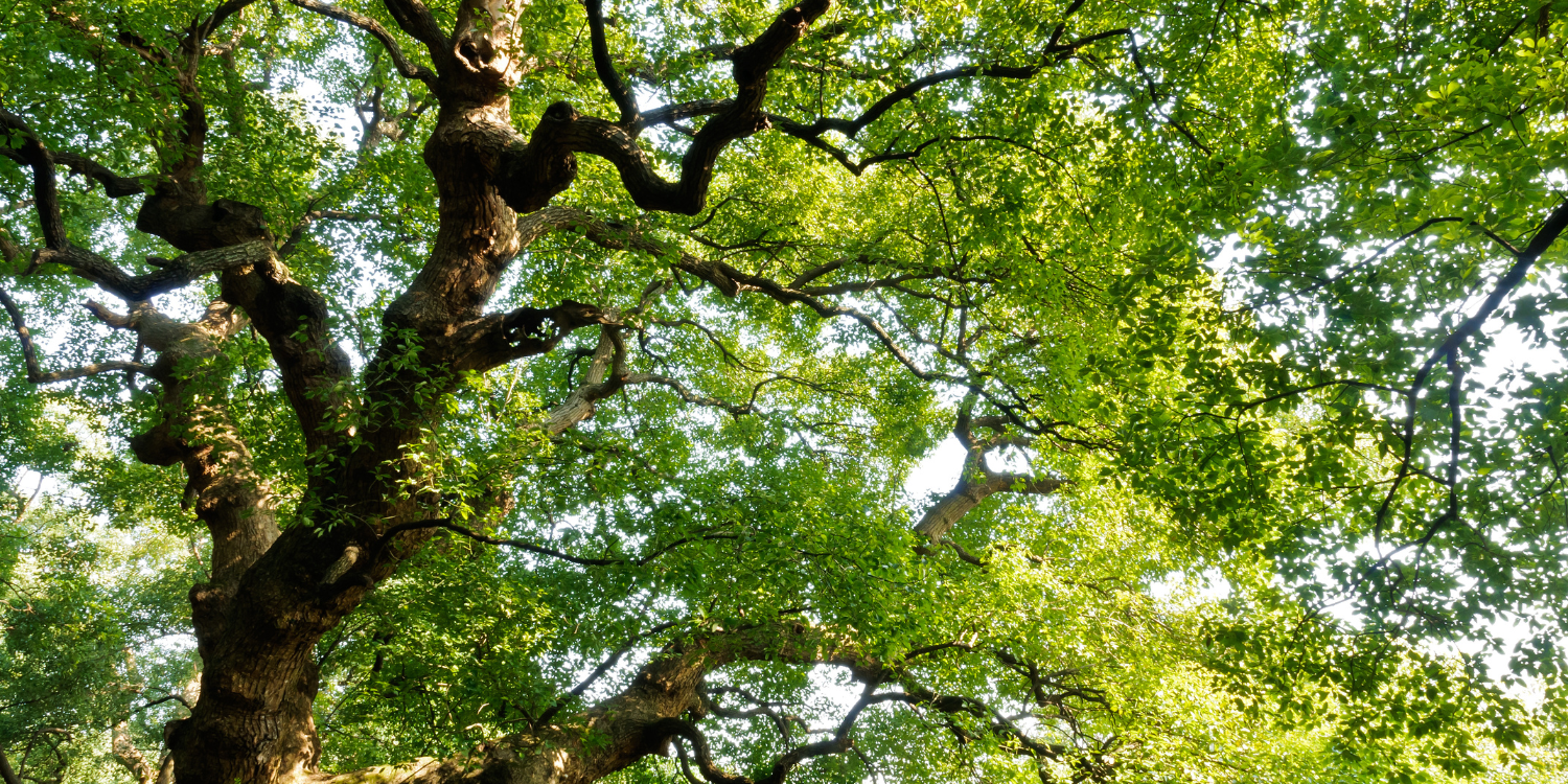 Camphor Essential Oil