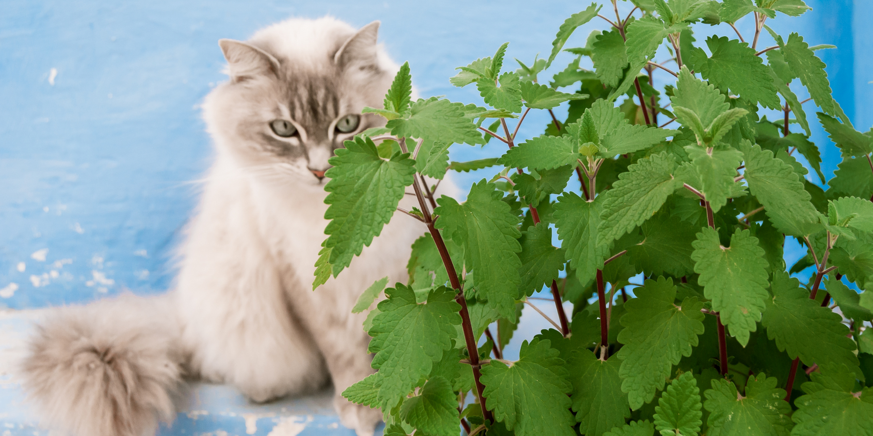 Catnip Essential Oil