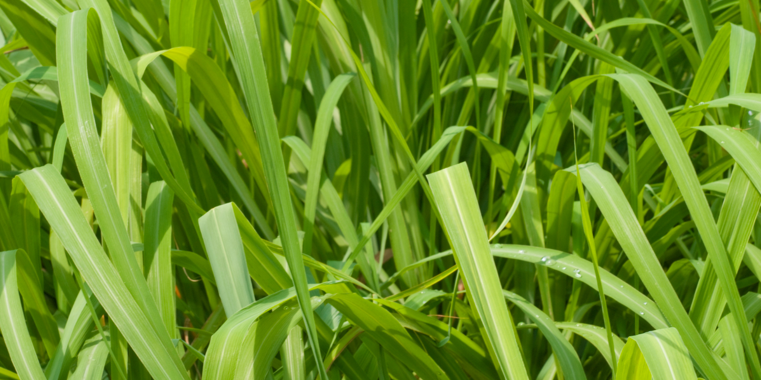 Citronella Java Essential Oil