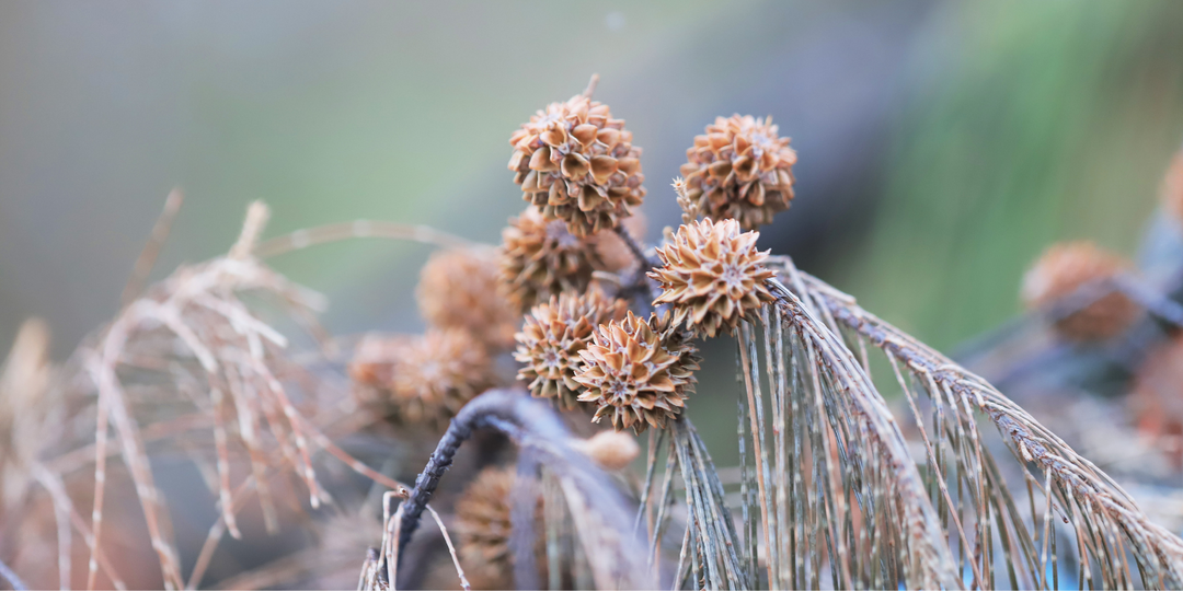 Cedarwood Essential Oil