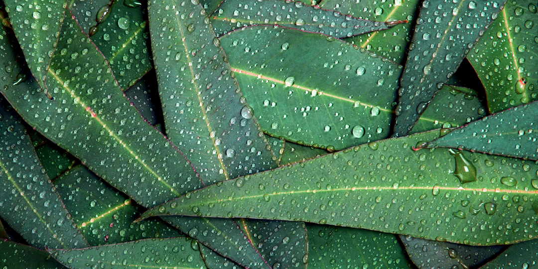 Eucalyptus Essential Oil