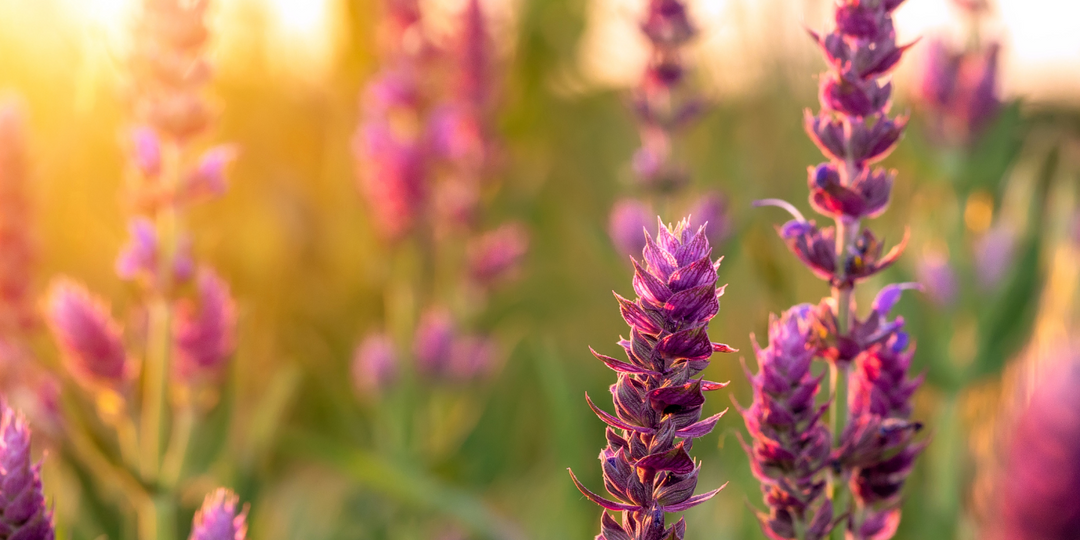 Clary Sage Essential Oil