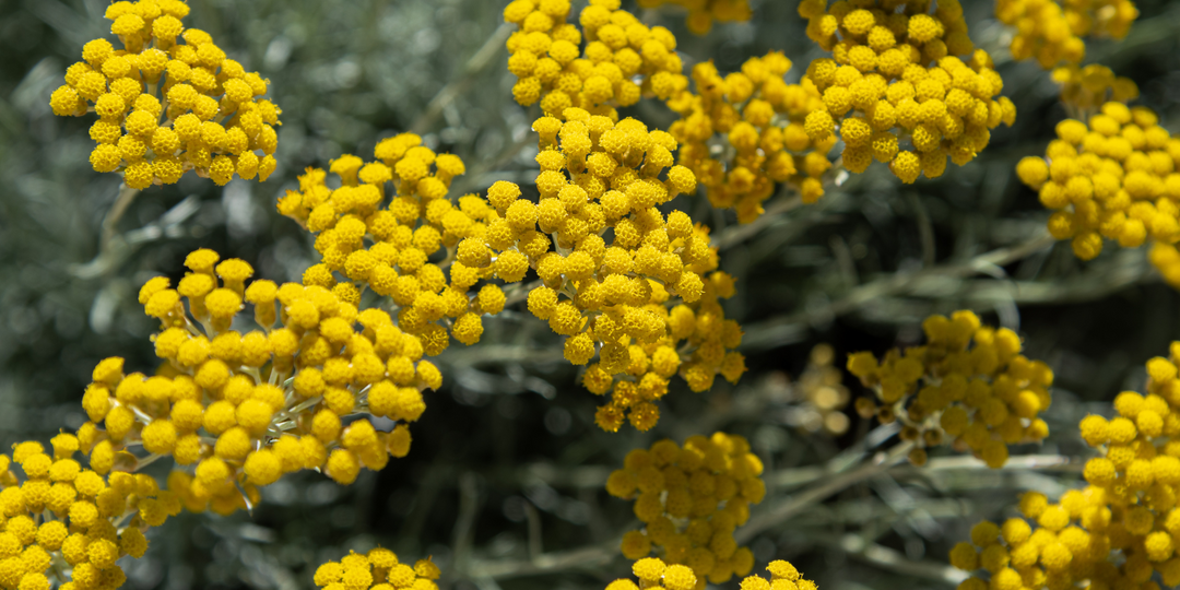 Helichrysum Essential Oil