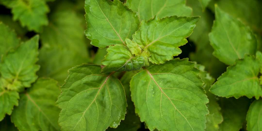 Patchouli Essential Oil