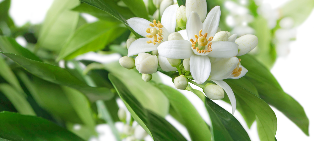 Neroli Essential Oil