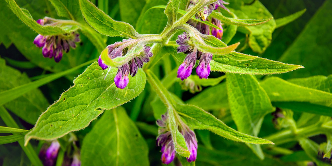 The Power Of Comfrey Infused